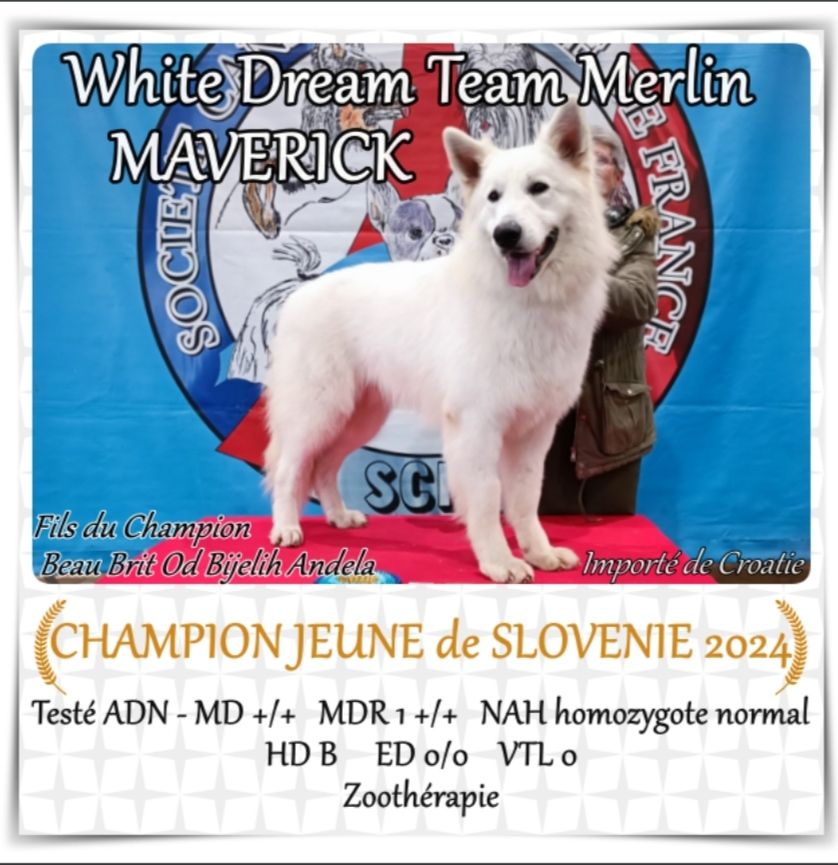CH. white dream team Merlin maverick