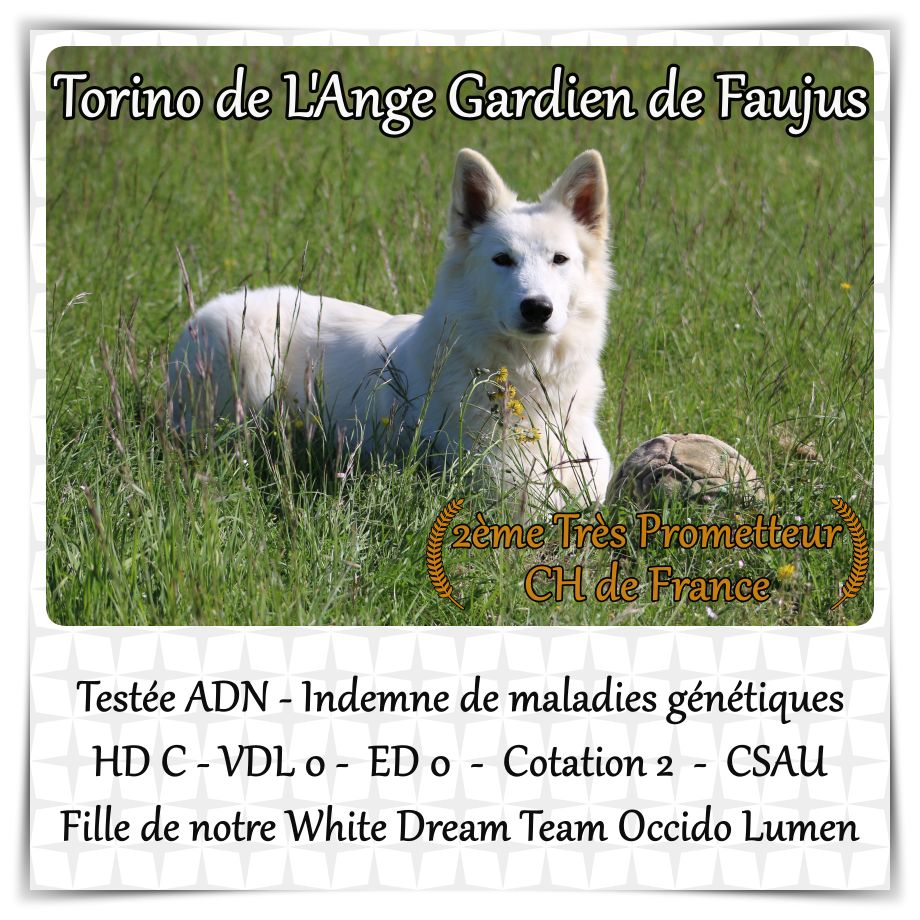 Torino de l'ange Gardien de Faujus