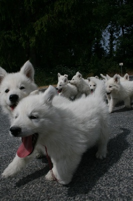 de l'ange Gardien de Faujus - Nouvelle vidéo des chiots de Cheitan à 8 semaines