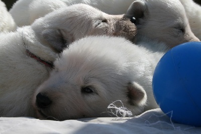 de l'ange Gardien de Faujus - Nouvelles photos des chiots d'Eisha