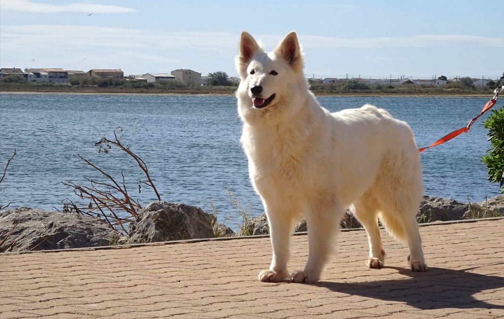 de l'ange Gardien de Faujus - Chiots LOF poil long pour fin juin 2019