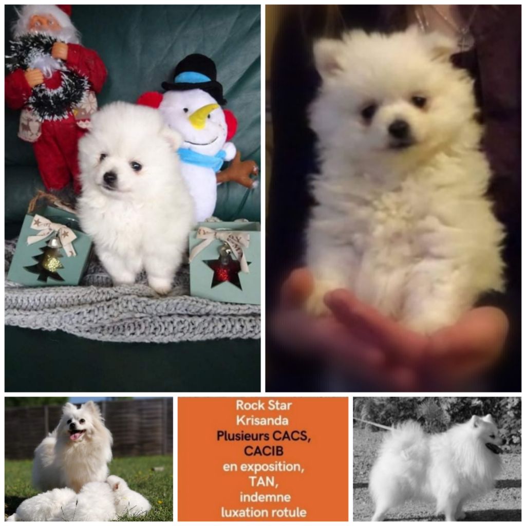 de l'ange Gardien de Faujus - Chiot mâle spitz loulou pomeranian nain limite petit disponible 