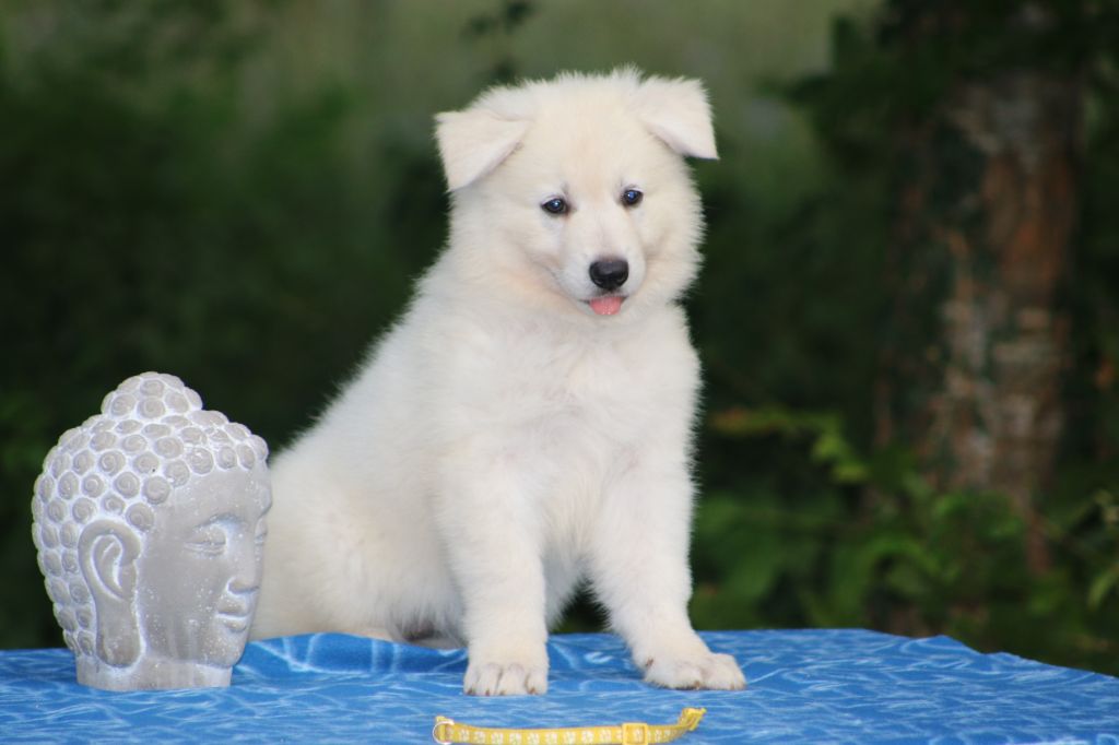 de l'ange Gardien de Faujus - Chiot femelle berger blanc suisse disponible