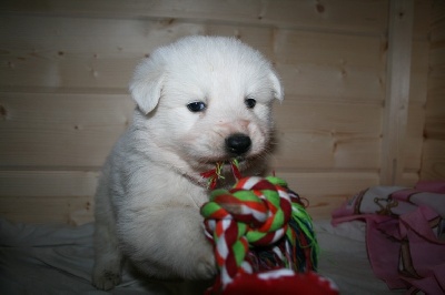 de l'ange Gardien de Faujus - 3 chiots males poil long disponibles