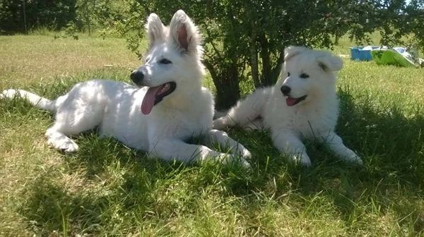 de l'ange Gardien de Faujus - pension canine du Domaine 