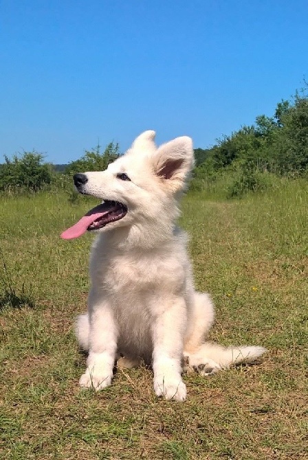 de l'ange Gardien de Faujus - Chiot femelle poil long disponible