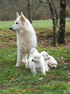 de l'ange Gardien de Faujus - Nouvelles photos des bébés de Calystar à un mois