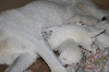  - Nouvelles photos des chiots de Blue Ice à 6 jours!!!