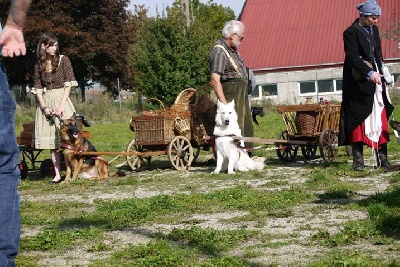 de l'ange Gardien de Faujus - Un nouveau chien visiteur !!!