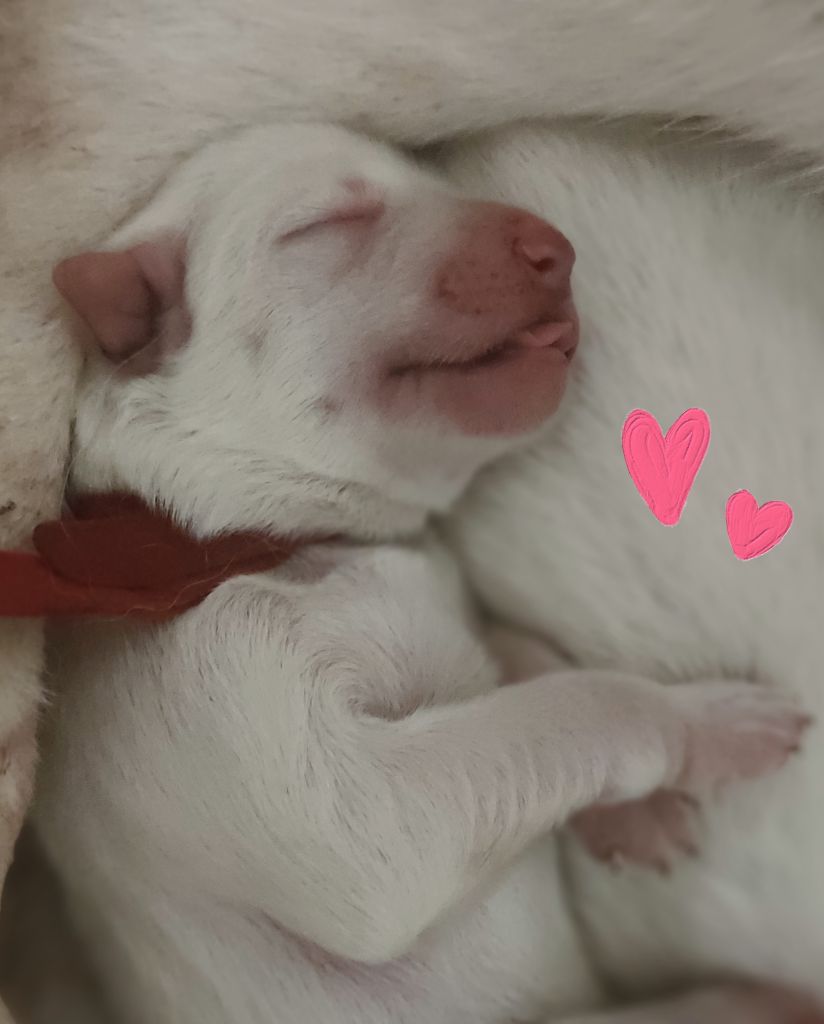 de l'ange Gardien de Faujus - Naissance berger blanc suisse LOF poil long