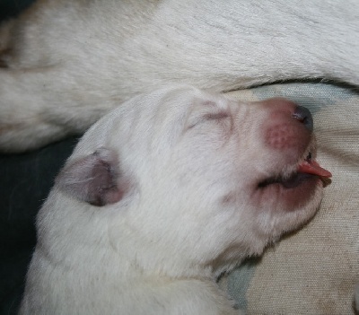 de l'ange Gardien de Faujus - Nouvelles photos des bébés de Blue Bell