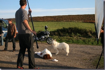 de l'ange Gardien de Faujus - Tournage film avec 14 bergers blancs