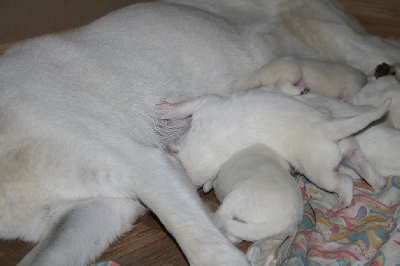 de l'ange Gardien de Faujus - Nouvelles photos des chiots de Blue Ice à 6 jours!!!