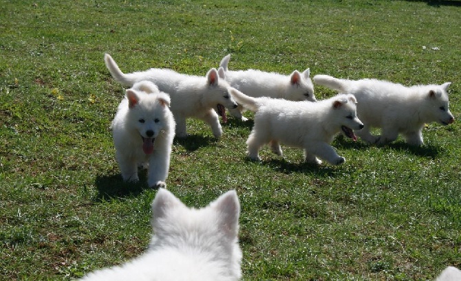 de l'ange Gardien de Faujus - Chiots poil long disponibles pour le 25 Avril