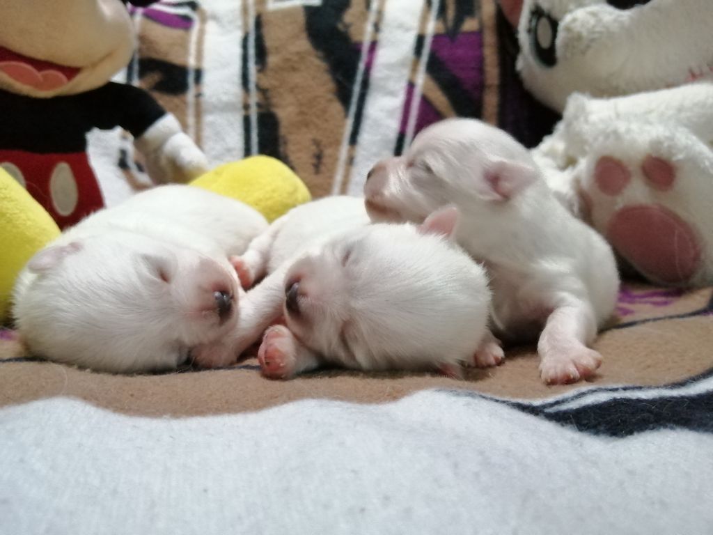 de l'ange Gardien de Faujus - Naissance des chiots spitz LOF 