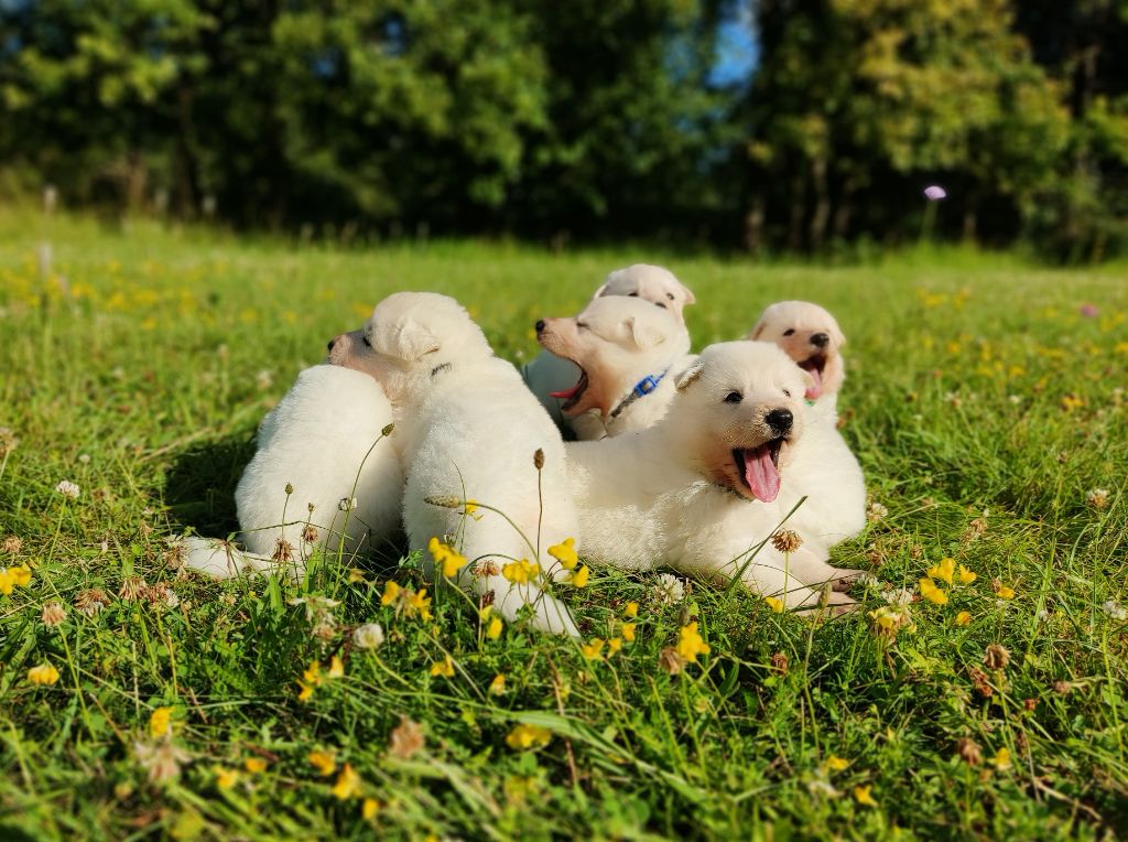 chiot Berger Blanc Suisse de l'ange Gardien de Faujus