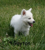 Gayton