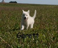 Garett