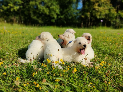 de l'ange Gardien de Faujus - Berger Blanc Suisse - Portée née le 15/06/2024