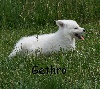 Gethro