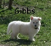 Gibbs