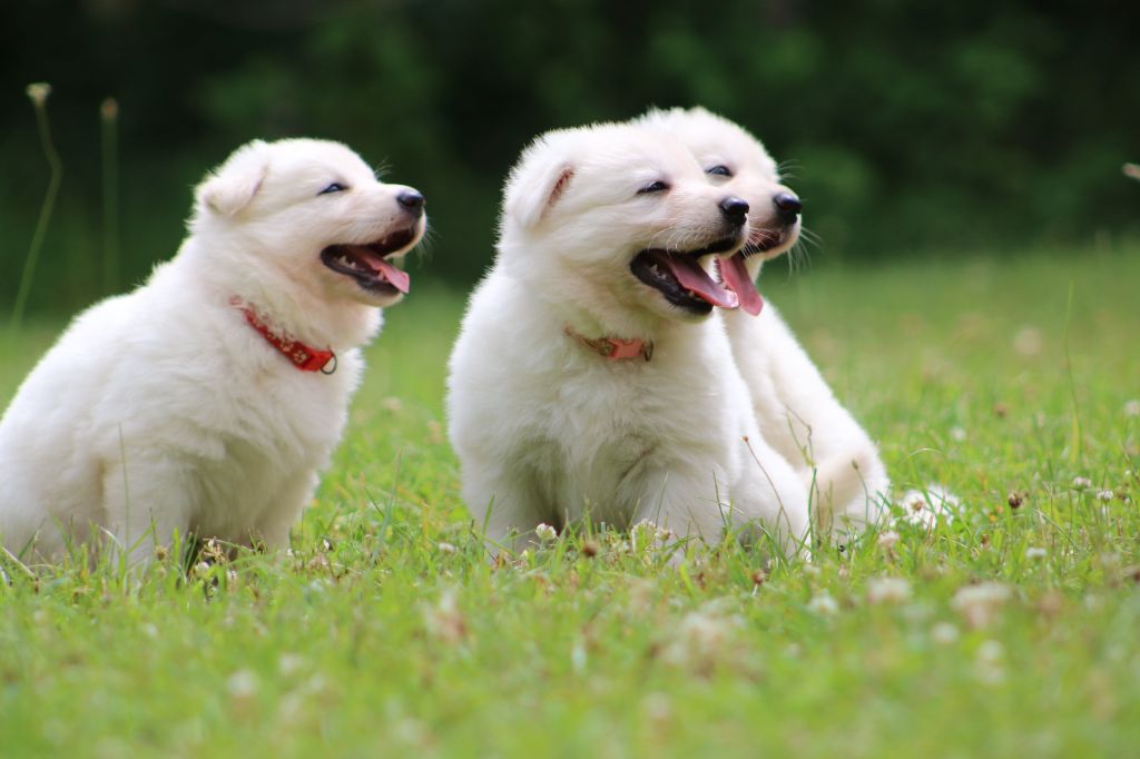 chiot Berger Blanc Suisse de l'ange Gardien de Faujus