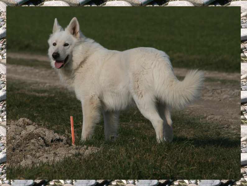 Croc blanc de l'ange Gardien de Faujus