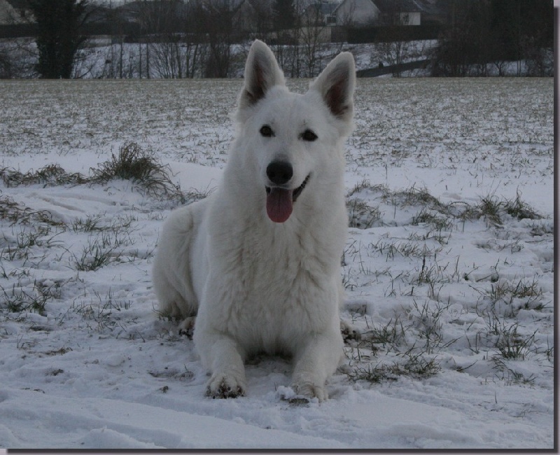 France fleur duke made to measure