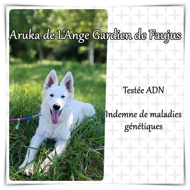 Aruka de l'ange Gardien de Faujus