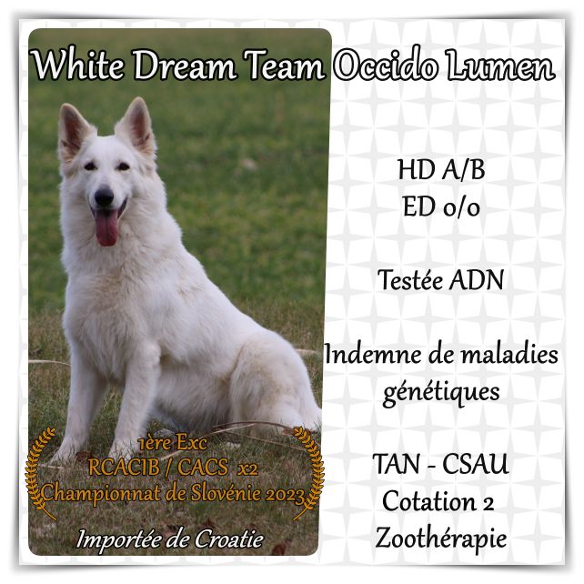 white dream team Occido lumen