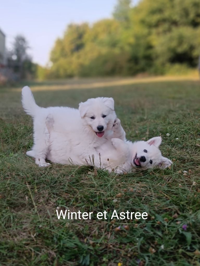 de l'ange Gardien de Faujus - Visite vétérinaire des chiots de Pepper et Maverick
