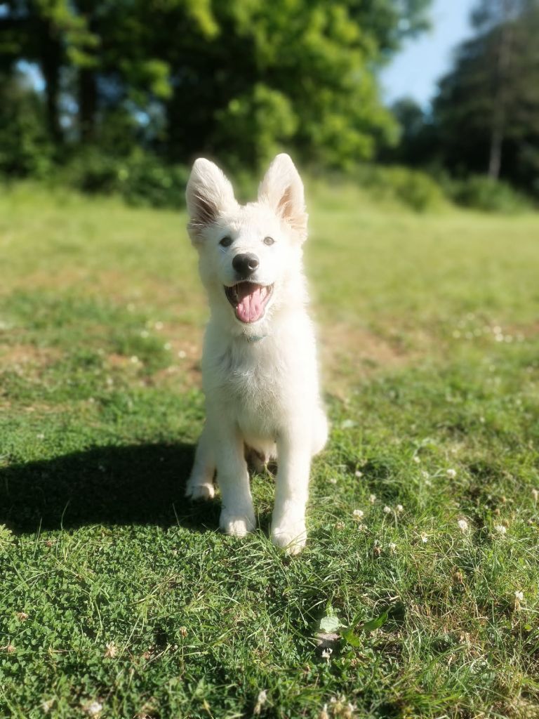 de l'ange Gardien de Faujus - Plus qu'un mâle de disponible berger blanc suisse LOF