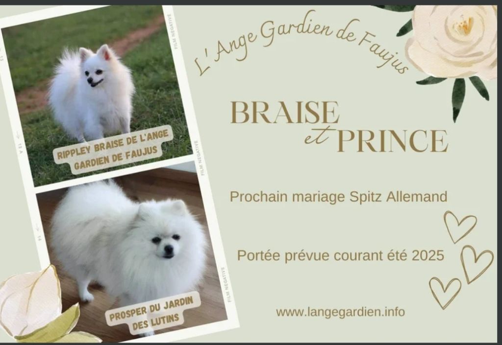 Naissance spitz LOF pour fin Aout