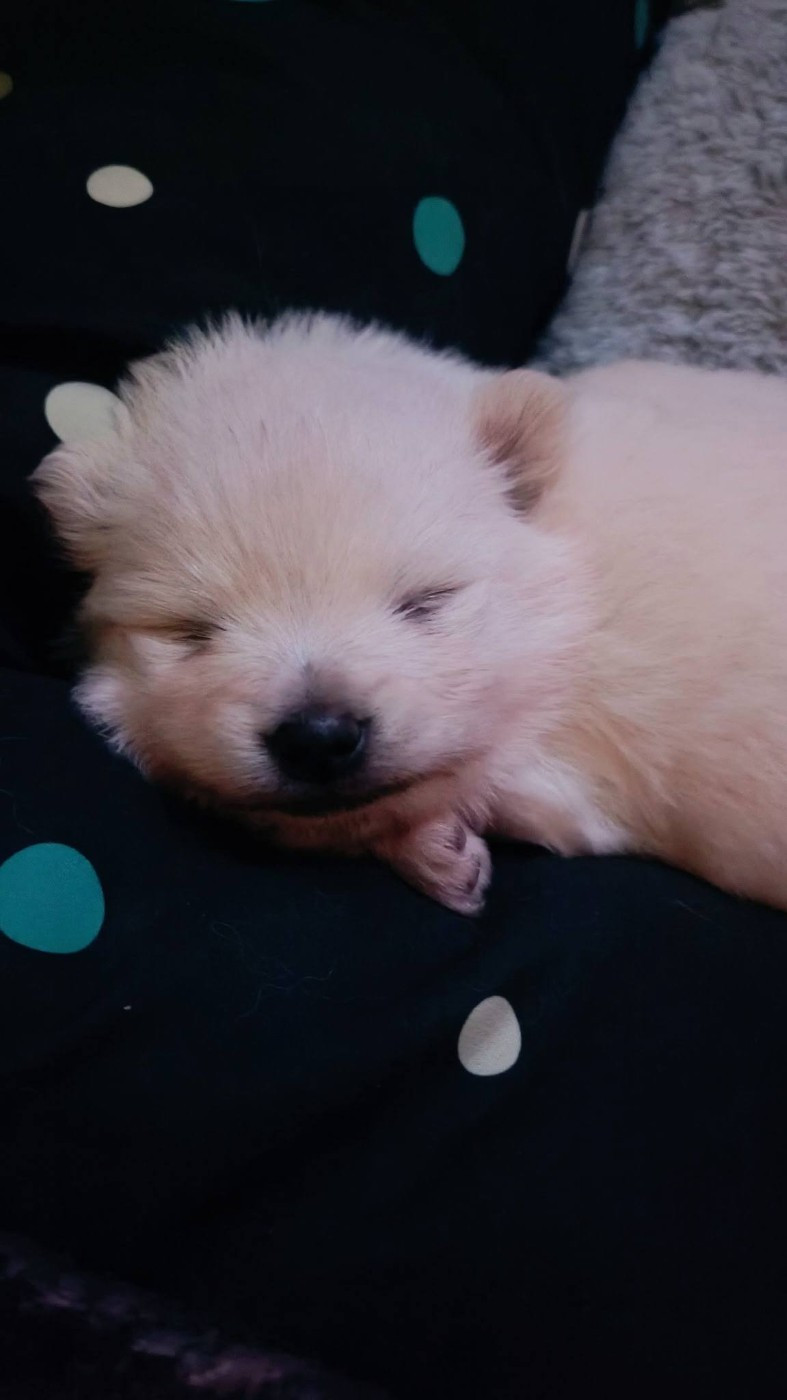 Mise en ligne de l'Album photo des chiots de Omaha et Prince portée janvier 2026