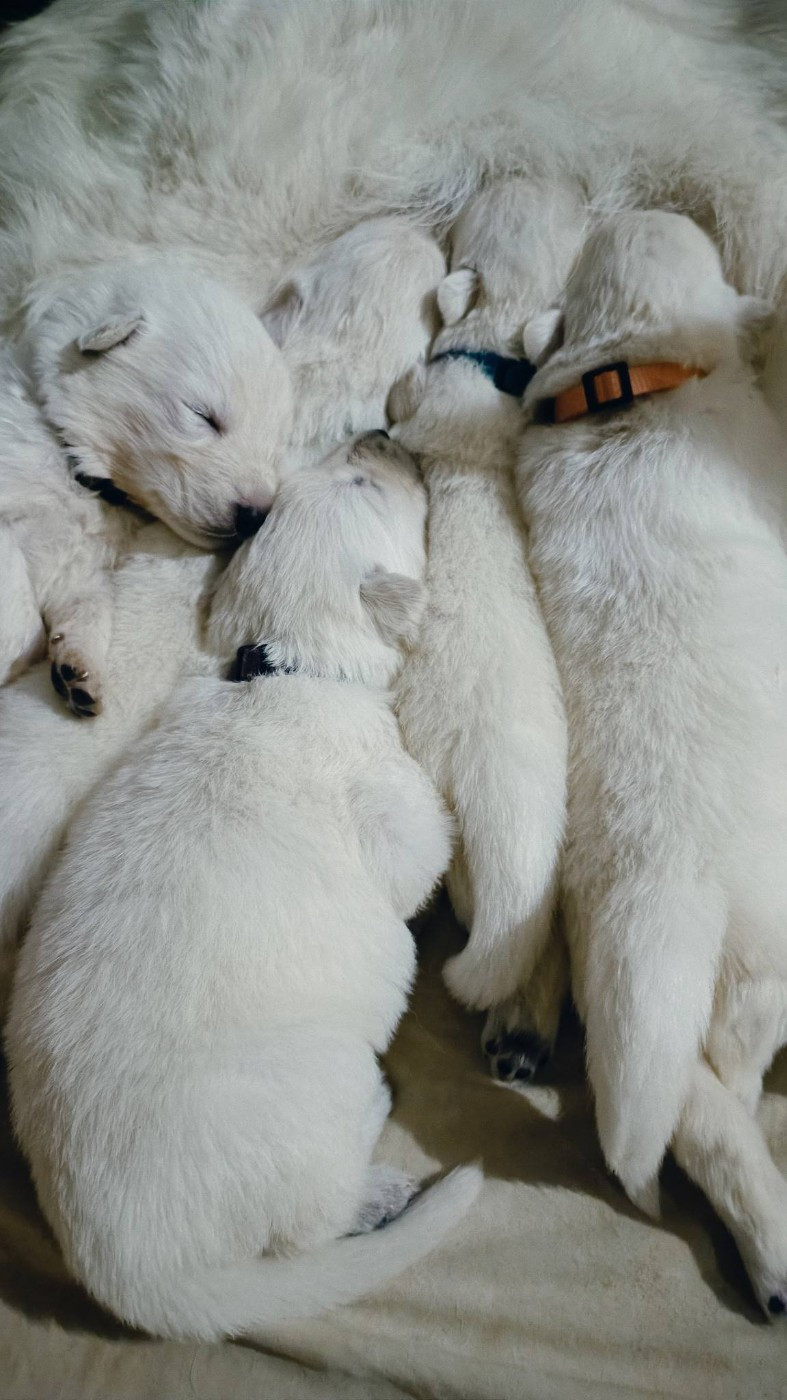 Les bébés ont 3 semaines