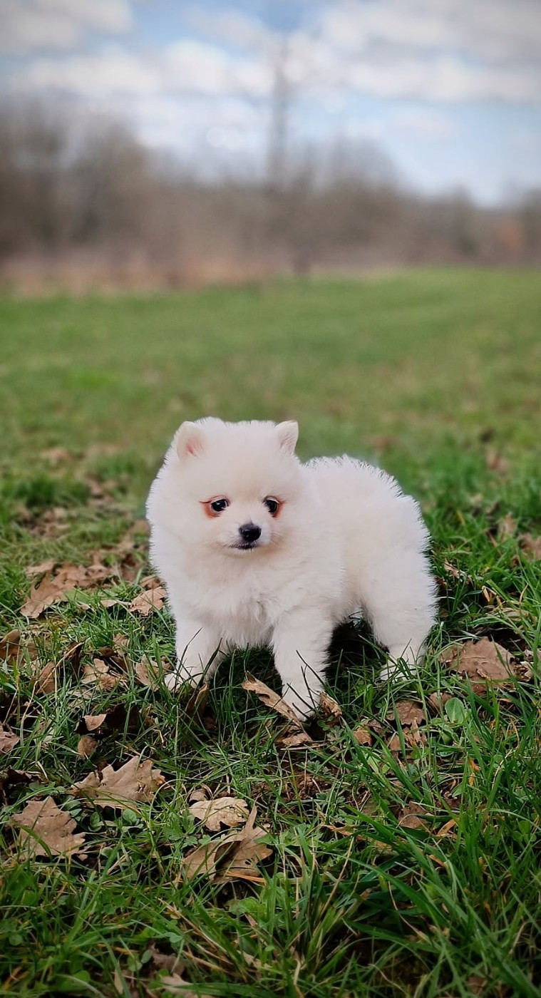 Plus qu'un mâle disponible !!