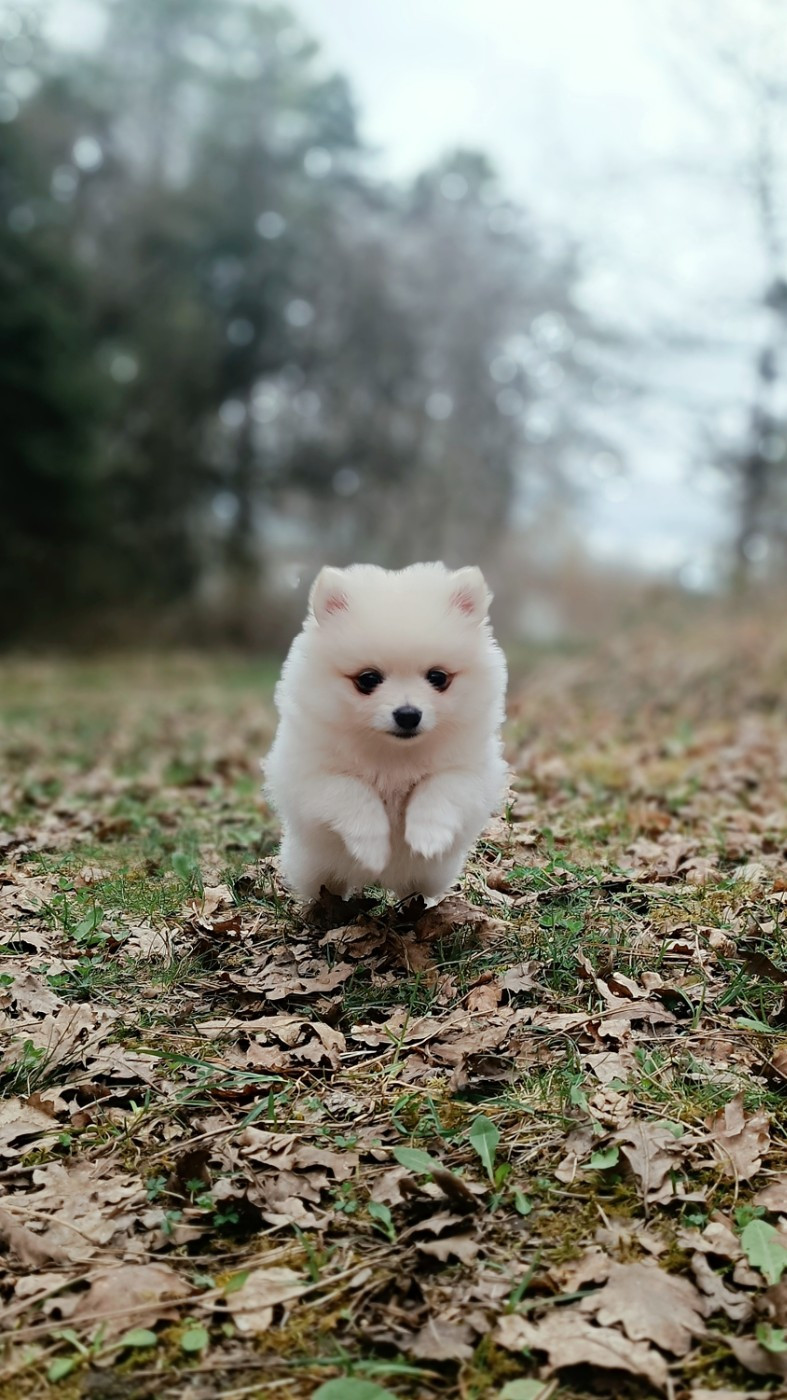 chiot spitz male disponible vers fin mars 2026