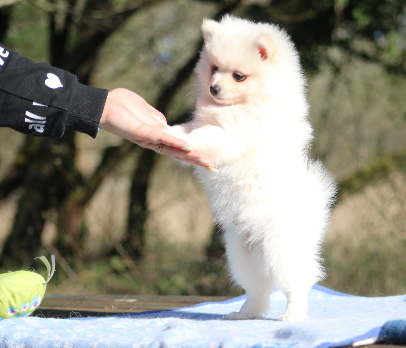 de l'ange Gardien de Faujus - chiot spitz male disponible vers fin mars 2026