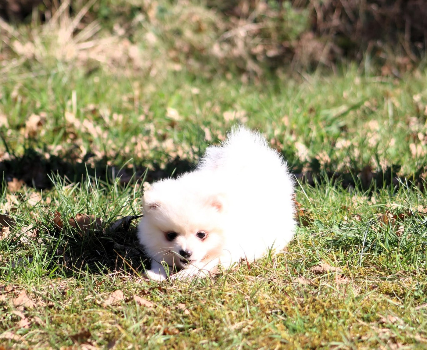 Chiot mâle spitz LOF disponible maintenant