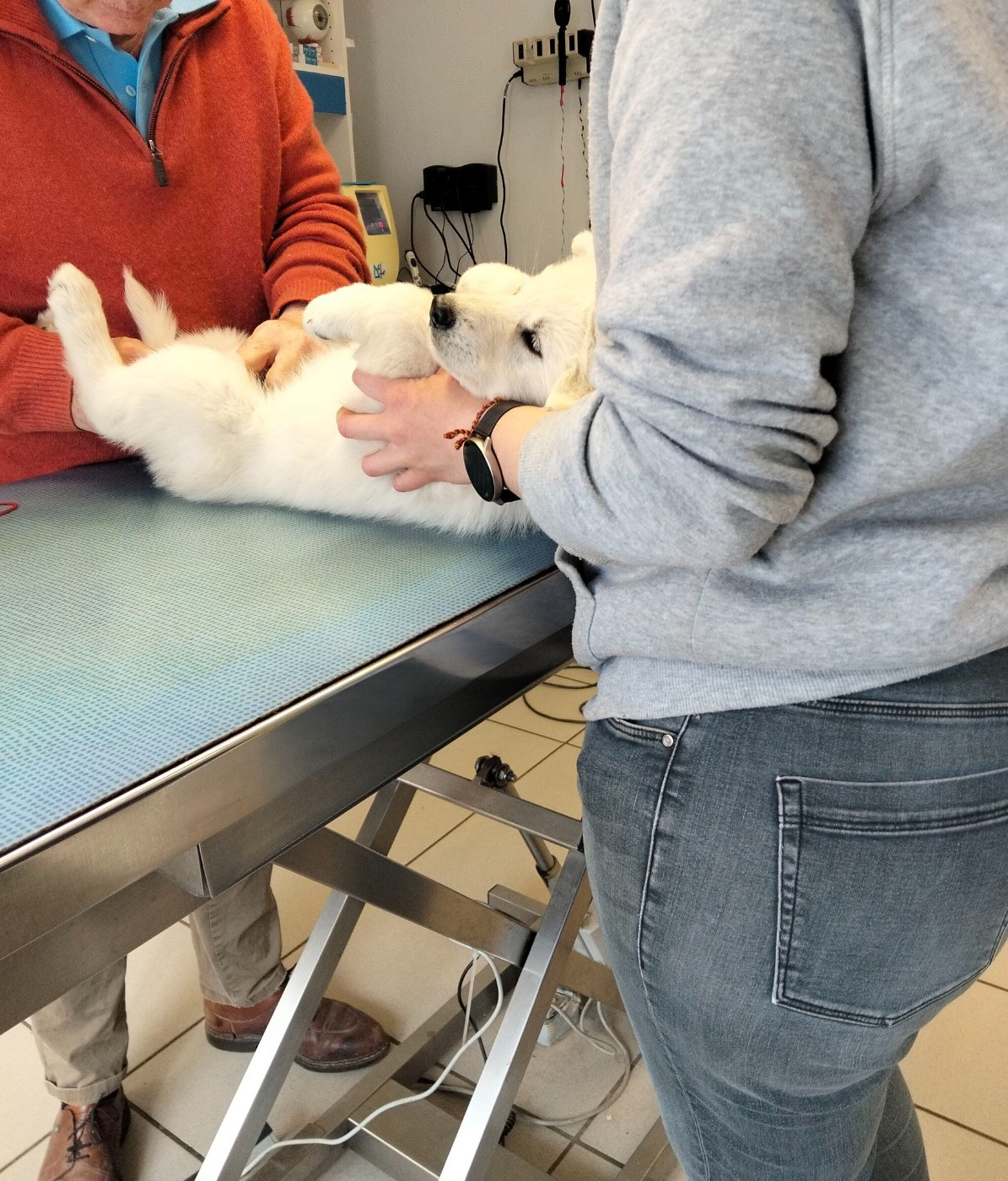 visite vétérinaire chiots berger blanc suisse