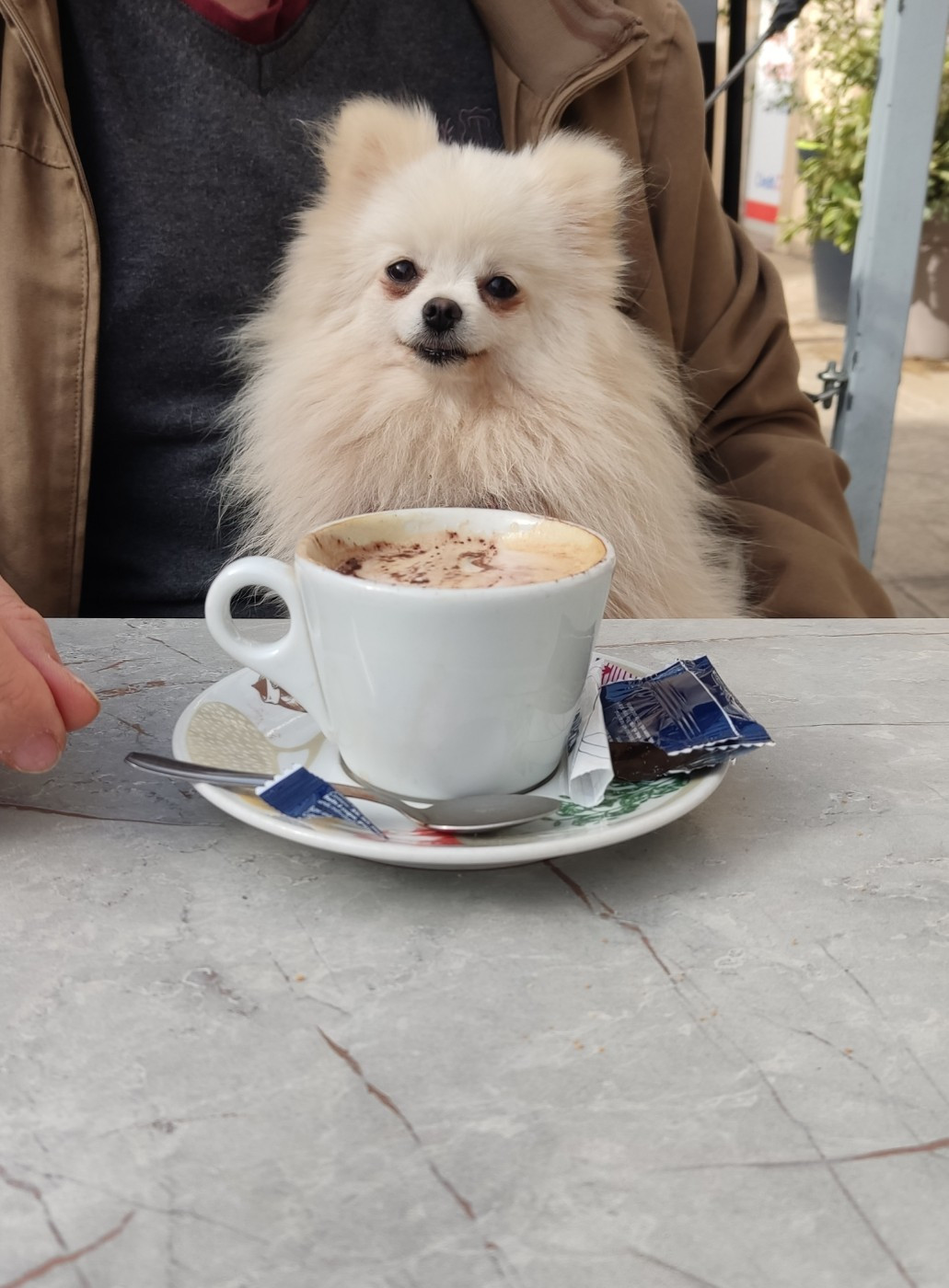 portées spitz pour 2026