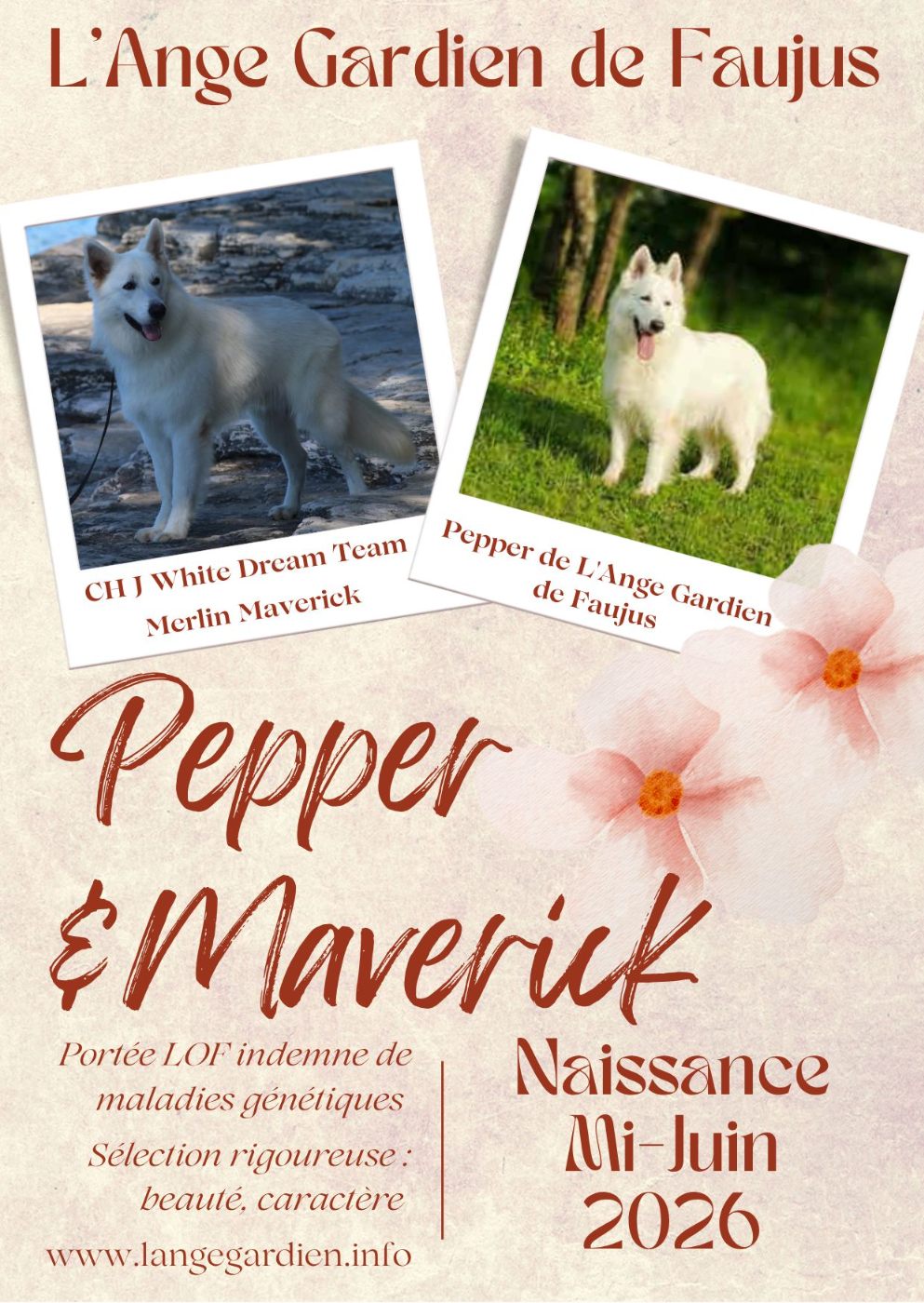 Annonce saillie au Domaine de l'Ange Gardien