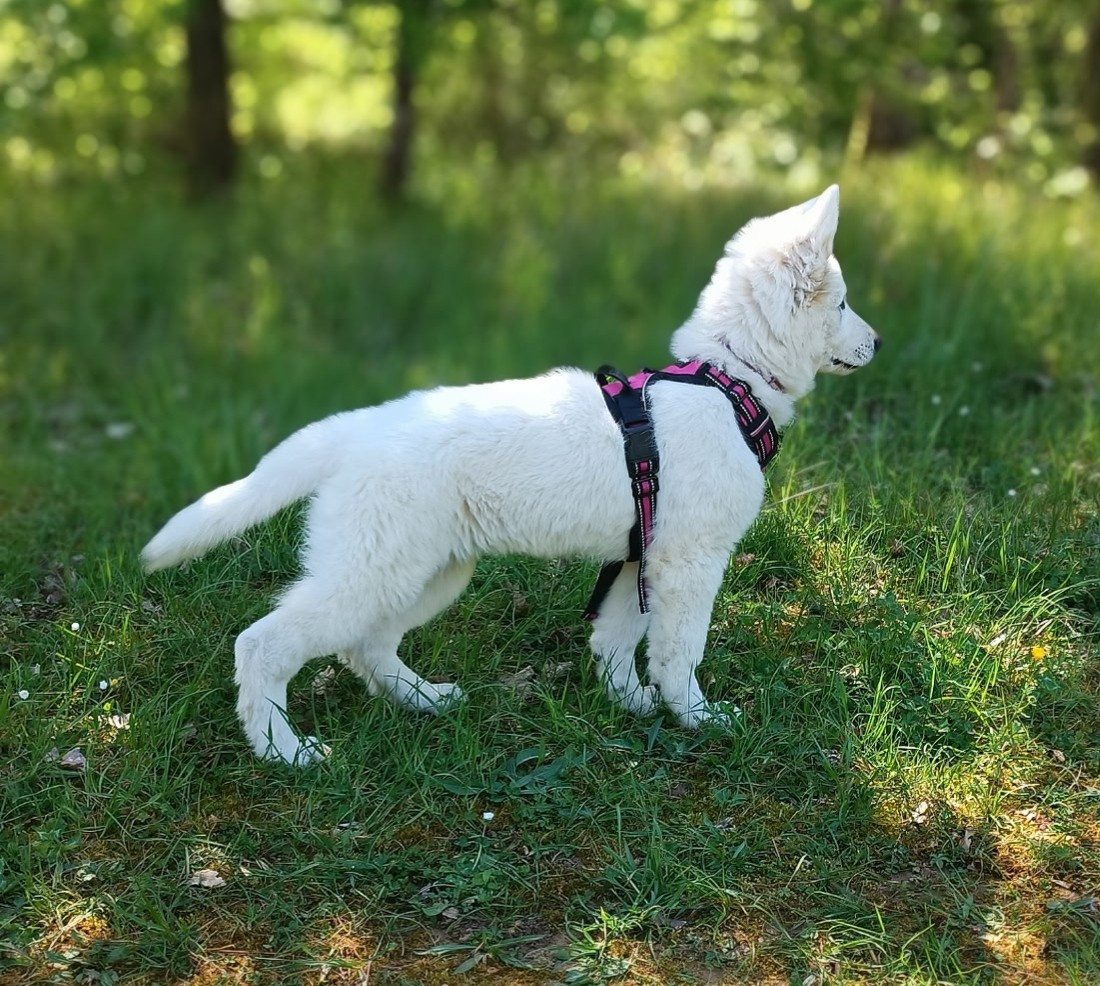Visite vétérinaire