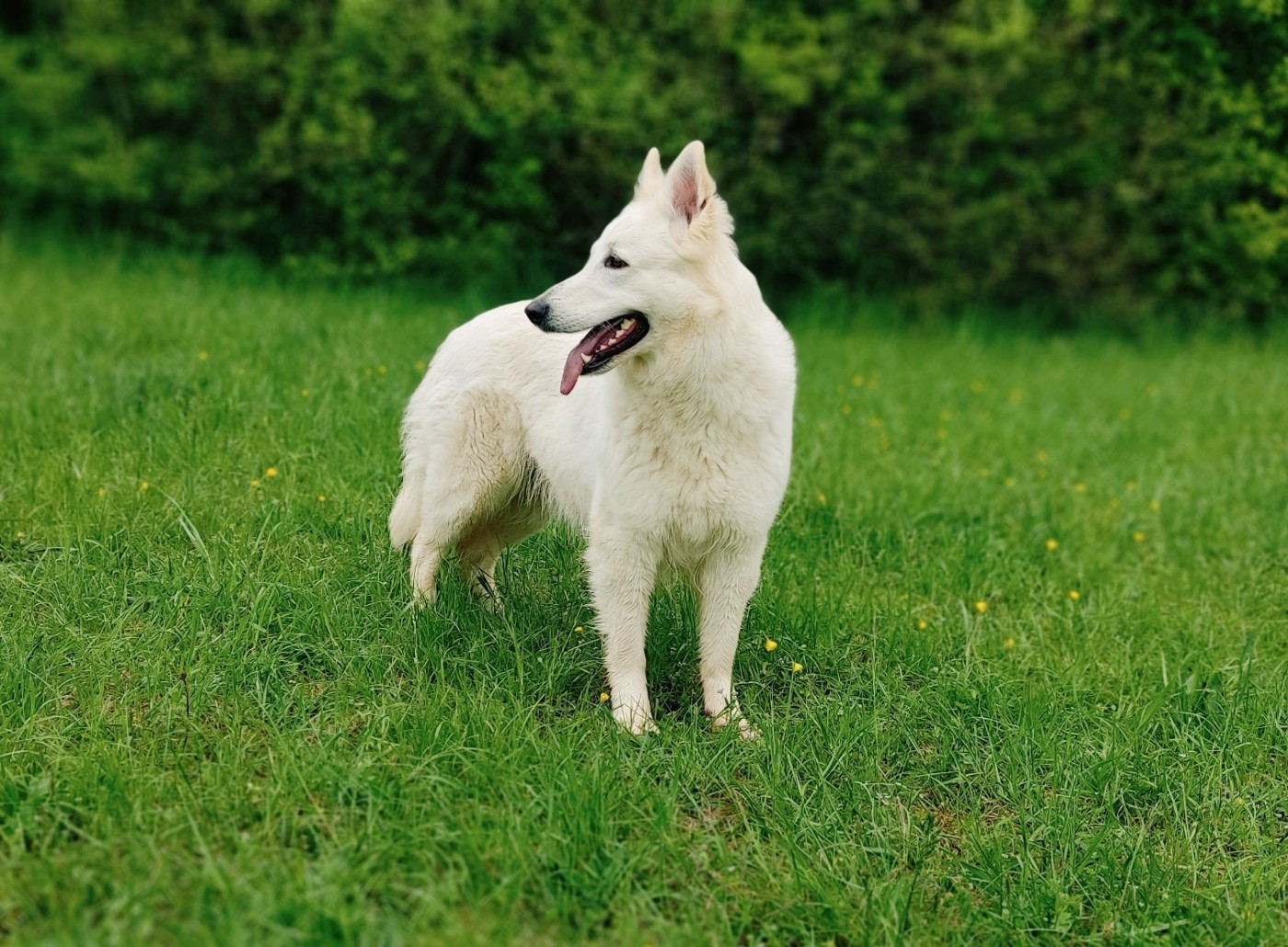 Confirmation de gestation, naissance chiots berger blanc suisse mi juin