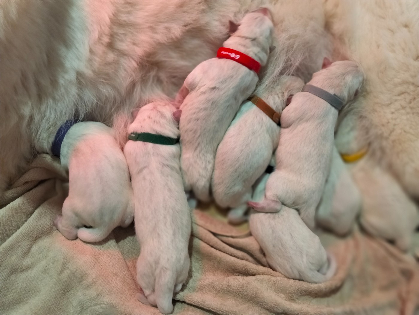Naissance chiots berger blanc suisse poil long