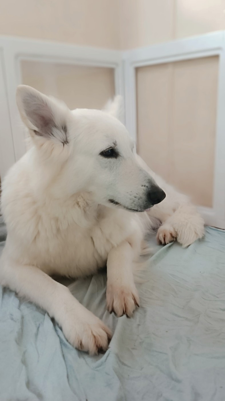 Naissance prochaine berger blanc suisse