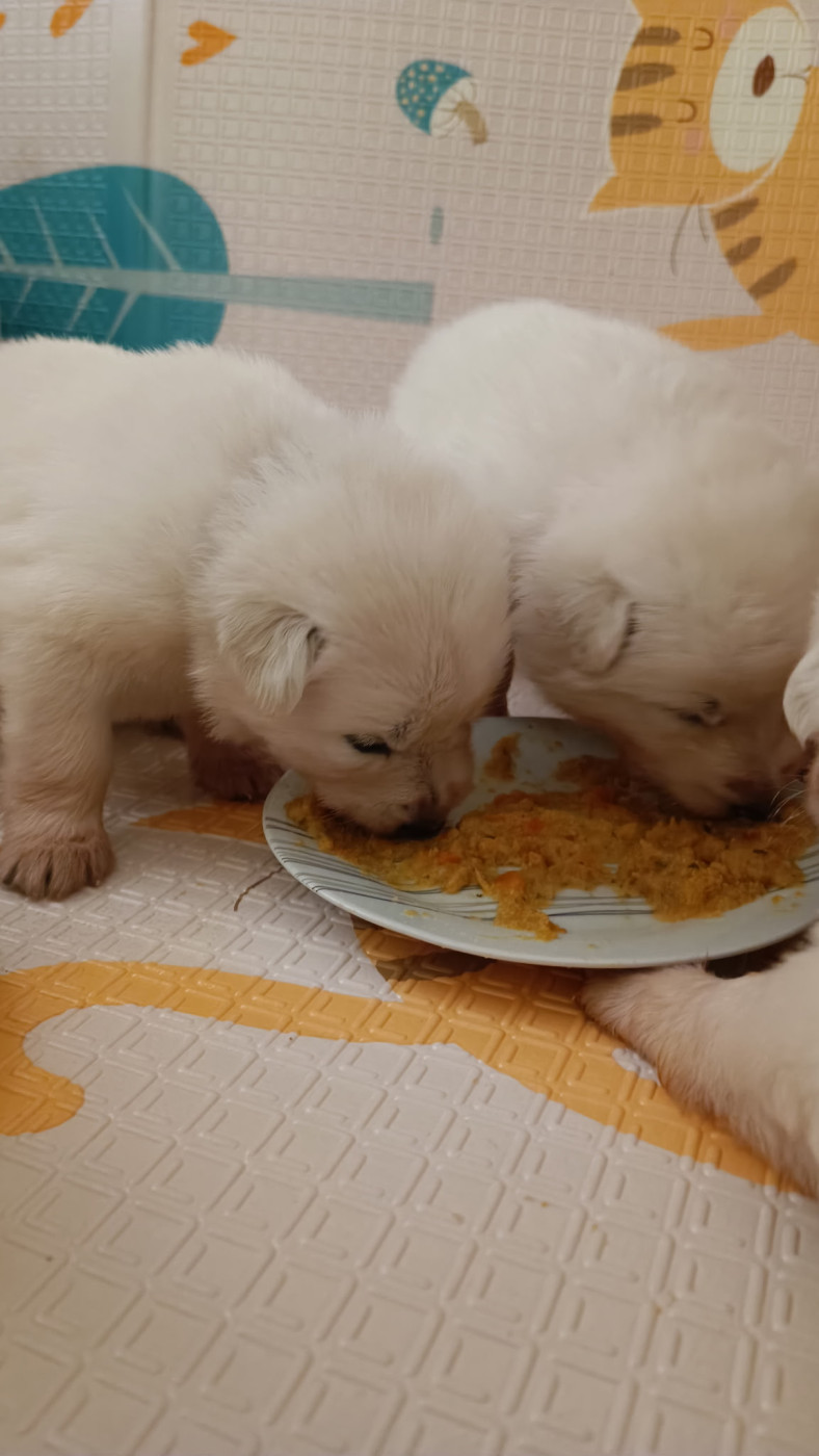 Berger Blanc Suisse LOF poil long disponibles mi juillet