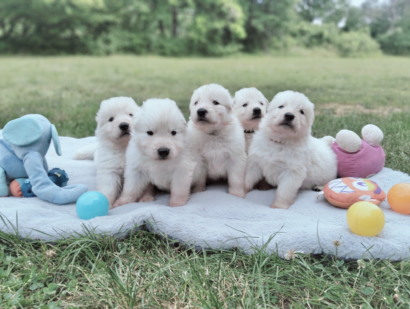 Chiots Berger blanc suisse disponible fin juillet