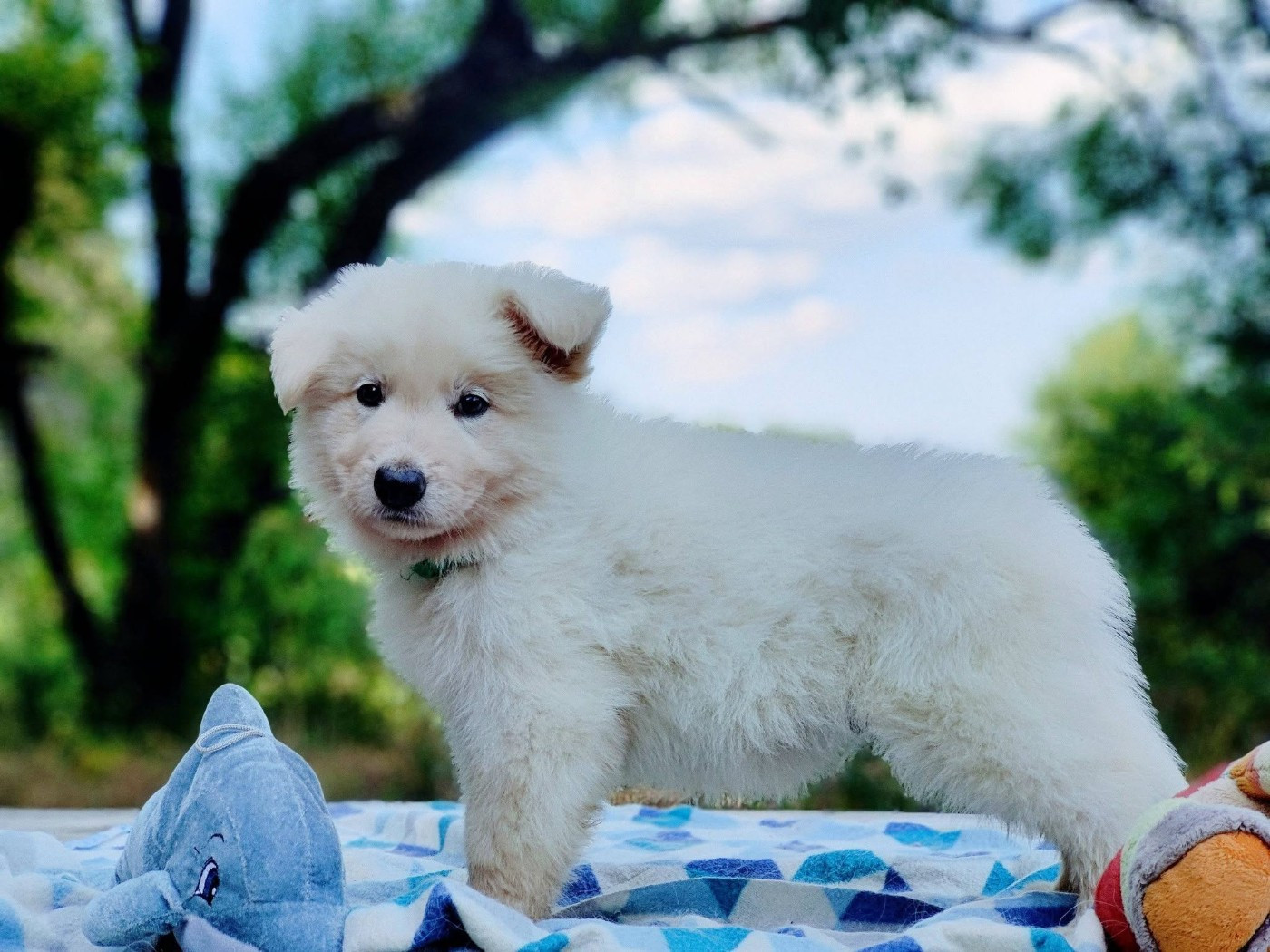 Plus que 2 chiots males berger blanc suisse LOF disponible pour mi-juillet