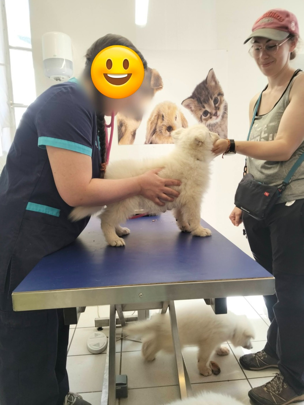 Visite vétérinaire chiots berger blanc suisse